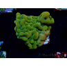 WYSIWYG RAH Montipora Orange Punch