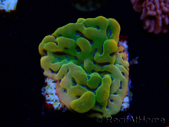 WYSIWYG RAH Montipora Orange Punch