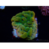 WYSIWYG RAH Montipora Orange Punch