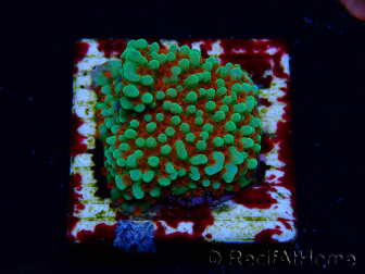 WYSIWYG Montipora Grinch 11L1