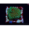 WYSIWYG Montipora Grinch 11L1