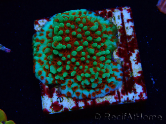WYSIWYG Montipora Grinch