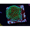 WYSIWYG Montipora Grinch 11L2