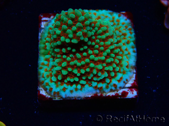 WYSIWYG Montipora Grinch 11L3