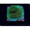 WYSIWYG Montipora Grinch
