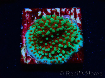 WYSIWYG Montipora Grinch 11L4