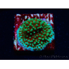 WYSIWYG Montipora Grinch 11L4