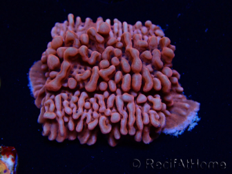 WYSIWYG JF Mean Streak Montipora