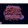 WYSIWYG JF Mean Streak Montipora