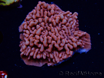 WYSIWYG JF Mean Streak Montipora