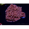 WYSIWYG JF Mean Streak Montipora 11L6