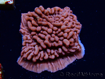 WYSIWYG JF Mean Streak Montipora 11L7
