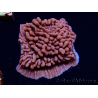WYSIWYG JF Mean Streak Montipora