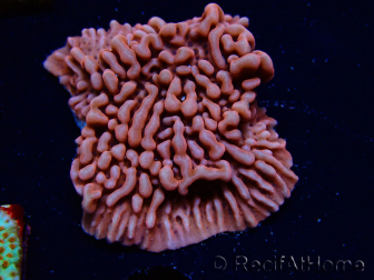 WYSIWYG JF Mean Streak Montipora