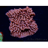 WYSIWYG JF Mean Streak Montipora 11L8