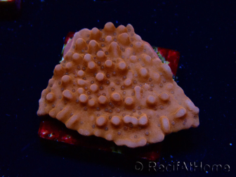WYSIWYG RAH Montipora Princesa Melocotón