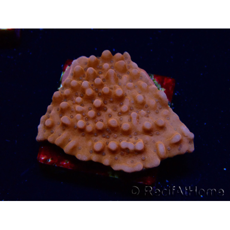 WYSIWYG RAH Montipora Princess Peach