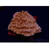 WYSIWYG RAH Montipora Princess Peach 11M1