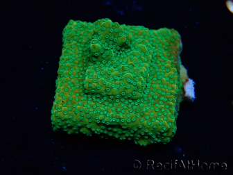 WYSIWYG RAH Montipora Acid Orange 11M5