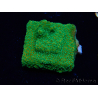 WYSIWYG RAH Montipora Acid Orange 11M5