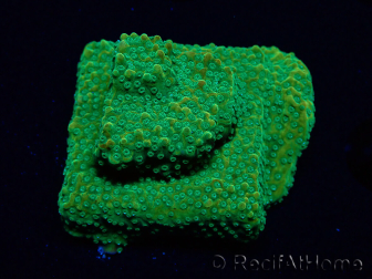 WYSIWYG RAH Montipora Acid Orange 11M6