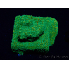 WYSIWYG RAH Montipora Acid Orange 11M6