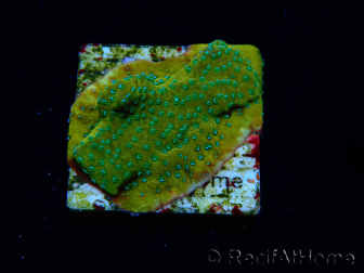 WYSIWYG RAH Montipora Acid Orange 11M7