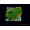 WYSIWYG RAH Montipora Ácido Naranja