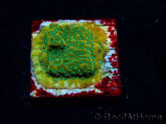 WYSIWYG RAH Montipora Acid Orange 11M8