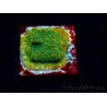 WYSIWYG RAH Montipora Acid Orange