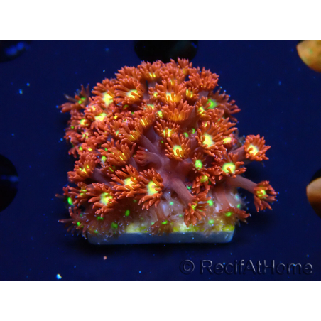 WYSIWYG Bernardpora stutchburyi