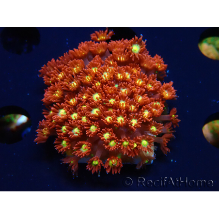 WYSIWYG Bernardpora stutchburyi