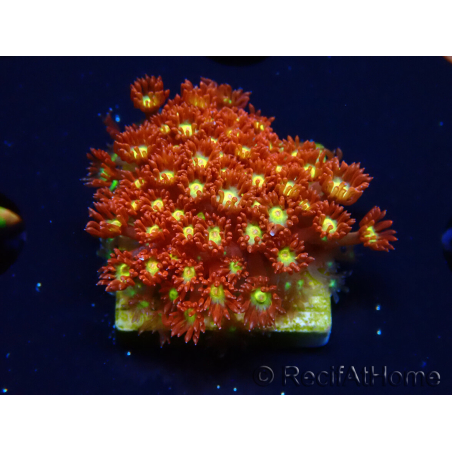 WYSIWYG Bernardpora stutchburyi