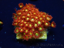 WYSIWYG Bernardpora stutchburyi