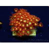 WYSIWYG Bernardpora stutchburyi