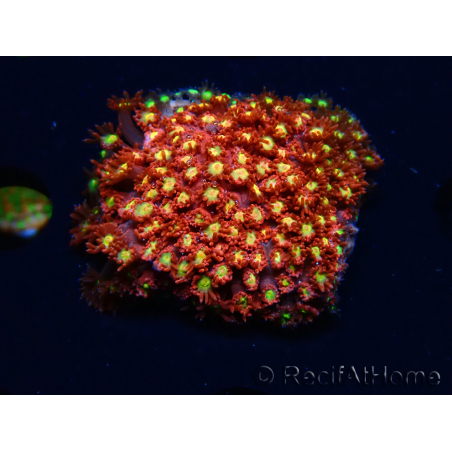 WYSIWYG Bernardpora stutchburyi