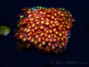 WYSIWYG Bernardpora stutchburyi