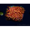 WYSIWYG Bernardpora stutchburyi