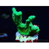 WYSIWYG - Pectinia Space Invader