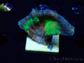 WYSIWYG RAH Pectinia Rainbow 1