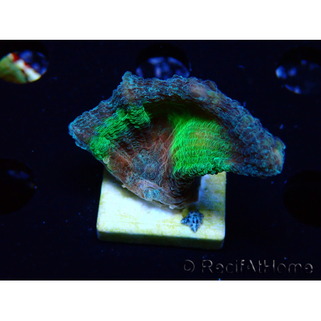 WYSIWYG Pectinia sp