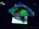 WYSIWYG Pectinia sp