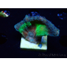 WYSIWYG RAH Pectinia Rainbow 1