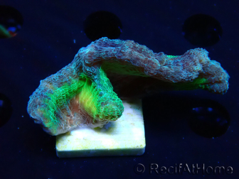 WYSIWYG RAH Pectinia Rainbow 2