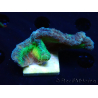 WYSIWYG RAH Pectinia Rainbow 2