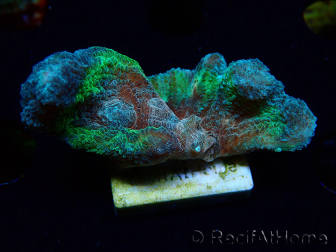 WYWYSIWYG RAH Pectinia Rainbow