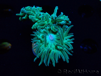WYSIWYG Duncanopsammia axifuga Green 1