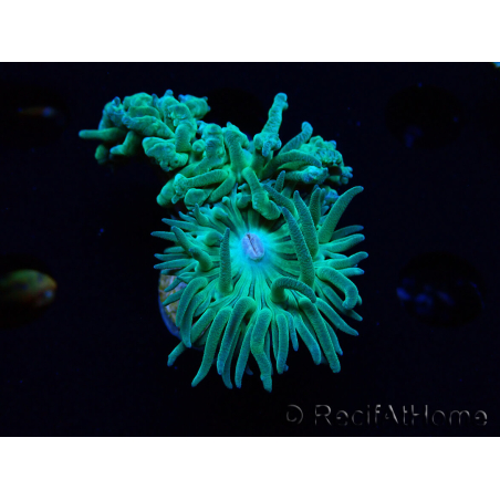 WYSIWYG Duncanopsammia axifuga Verde