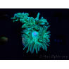 WYSIWYG Duncanopsammia axifuga Green 1