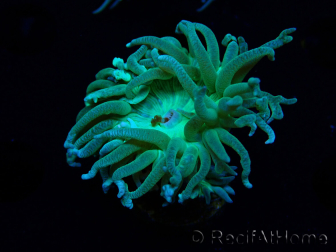 WYSIWYG Duncanopsammia axifuga Green 3